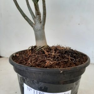 Planta Simples 1189 – 22cm – 01 ano
