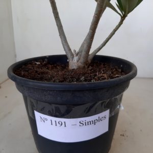 Planta Simples 1191 – 20cm – 01 ano