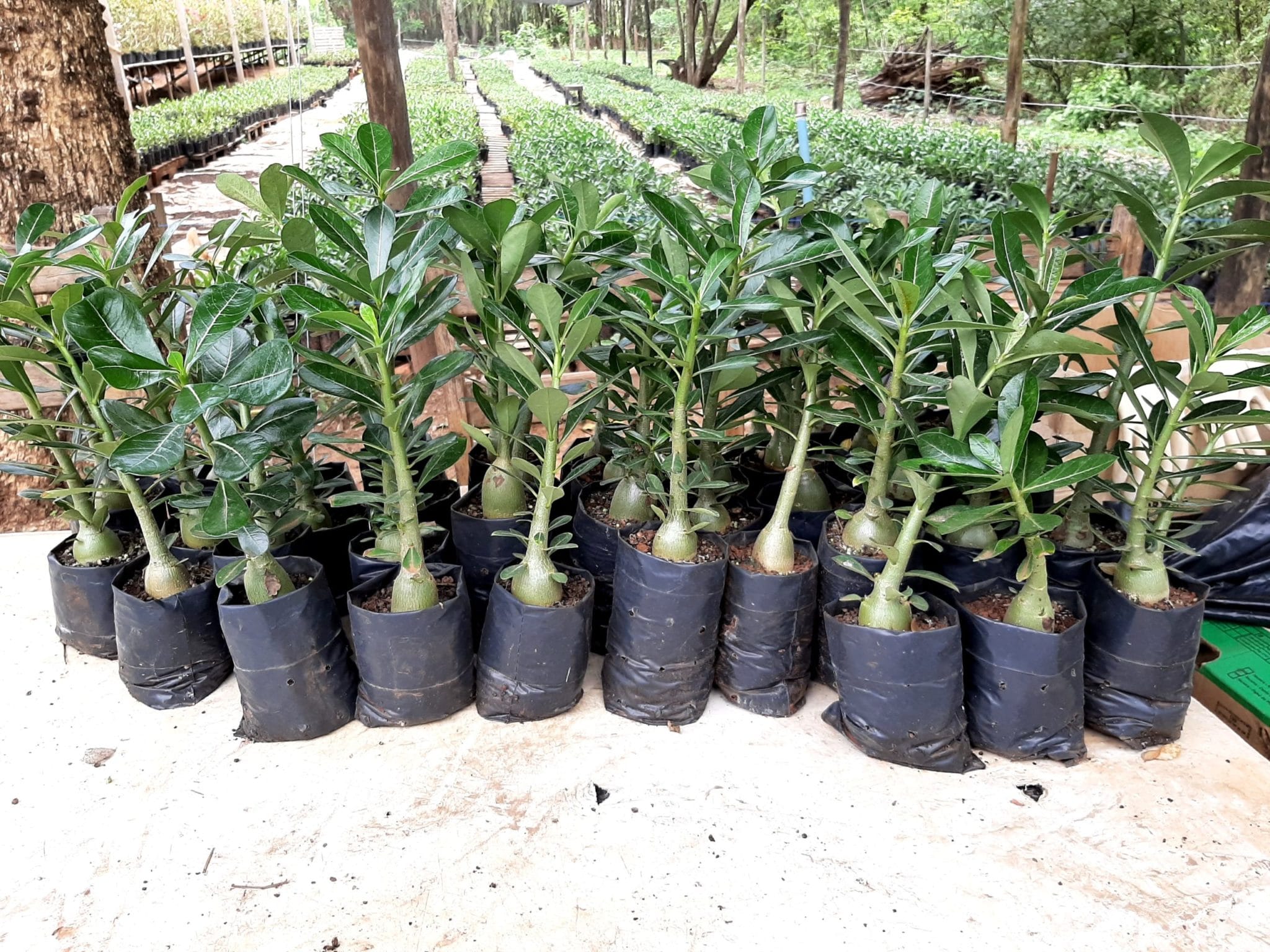 Planta Cavalo / Porta-Enxerto – Adenium Rosa do Deserto – Luis Michelon