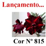 ENXERTO COR LM 815