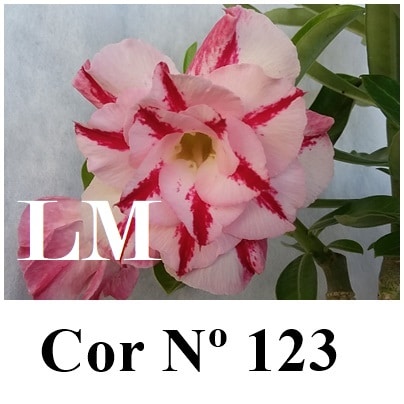 ENXERTO 6283 – 20cm  (cor LM 123)
