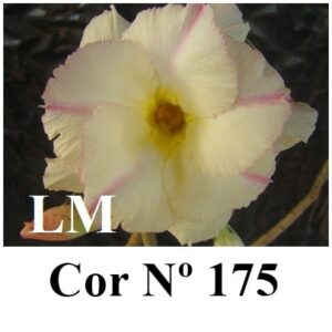 ENXERTO 6281 – 20cm  (cor LM 175)