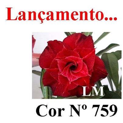 ENXERTO 6225 – 20cm  (cor LM 759)