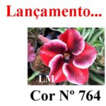 ENXERTO COR LM 764