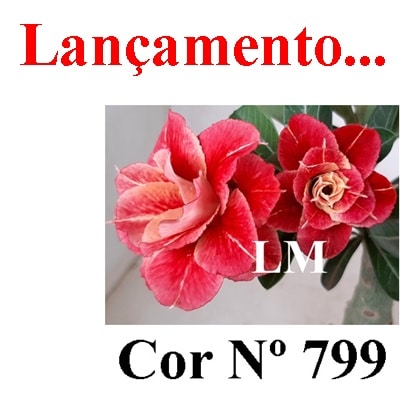 ENXERTO COR LM 799