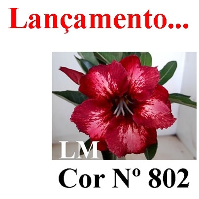 ENXERTO COR LM 802