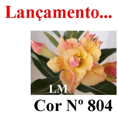 ENXERTO COR LM 804