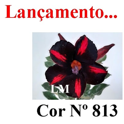 ENXERTO COR LM 813