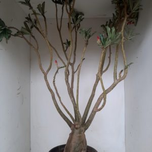 Planta Dobrada 1171 – 70cm – 05 anos