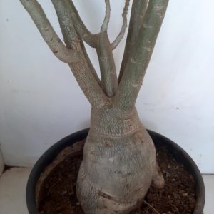 Planta Dobrada 1178 – 80cm – 06 anos