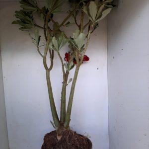 Planta Dobrada 1182 – 70cm – 05 anos