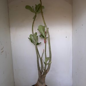 Planta Dobrada 1184 – 40cm – 03 anos