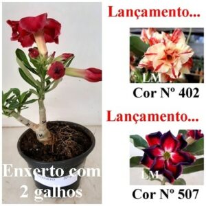 ENXERTO 6322 – 20cm  (cor LM 402 e LM 507)
