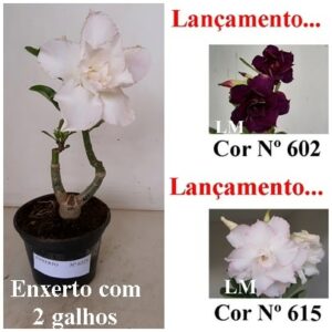 ENXERTO 6325 – 20cm  (cor LM 602 e LM 615)