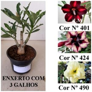 ENXERTO 6238 – 20cm  (cor LM 401, LM 424 e LM 490)