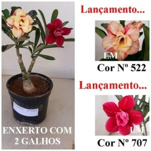 ENXERTO 6245 – 22cm  (cor LM 522 e 707)