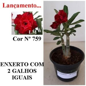 ENXERTO 6280 – 20cm  (cor LM 759)