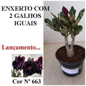 ENXERTO 6282 – 20cm  (cor LM 663)