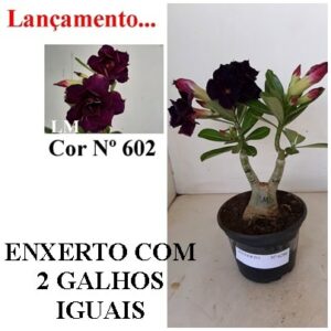 ENXERTO 6286 – 20cm  (cor LM 602)