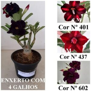ENXERTO 6288 – 20cm  (cor LM 401, LM 437 e LM 602)