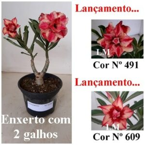 ENXERTO 6303 – 20cm  (cor LM 491 e LM 609)