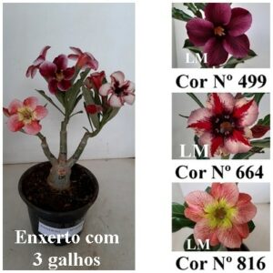 ENXERTO 6306 – 20cm  (cor LM 499, LM 664 e LM 816)