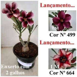 ENXERTO 6357 – 22cm