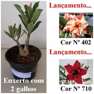 ENXERTO 6368 – 20cm  (cor LM 402 e LM 710)