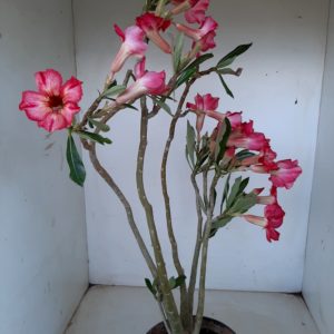 Planta Simples 1200 – 50cm – 03 anos