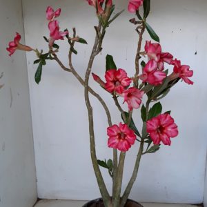 Planta Simples 1200 – 50cm – 03 anos