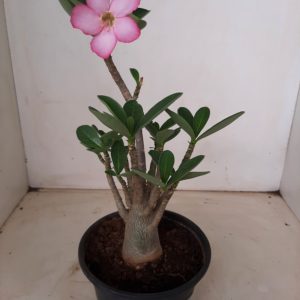 Planta ARABICUM 116 – 25cm – 01 ano