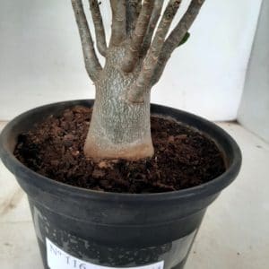 Planta ARABICUM 116 – 25cm – 01 ano
