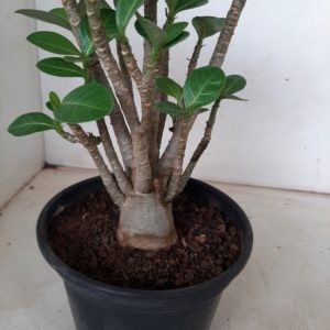 Planta ARABICUM 117 – 22cm – 01 ano