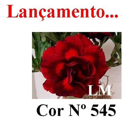 ENXERTO COR LM 545