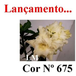 ENXERTO 6493 – 22cm (cor LM 675)