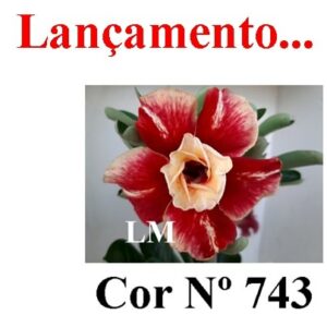 ENXERTO 6456 – 22cm  (cor LM 743)