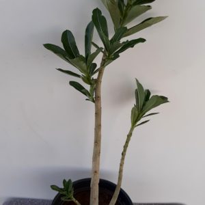 Planta Dobrada 1191 – 28cm – 01 ano
