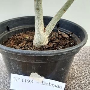 Planta Dobrada 1193 – 25cm – 01 ano
