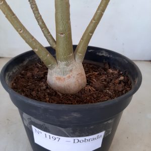 Planta Dobrada 1197 – 30cm – 02 anos