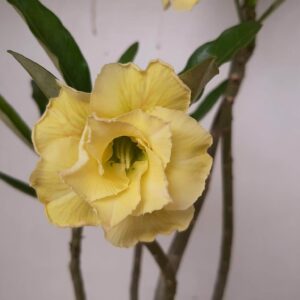 Planta Dobrada 1203 – 35cm – 03 anos
