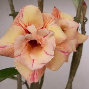 Planta Dobrada 1204 – 35cm – 03 anos