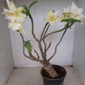 Planta Dobrada 1205 – 40cm – 03 anos