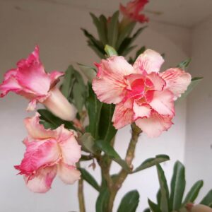 Planta Dobrada 1212 – 50cm – 03 anos