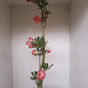 Planta Dobrada 1214 – 60cm – 03 anos