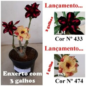 ENXERTO 6470 – 22cm (cor LM 433 e LM 474)