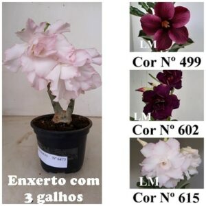ENXERTO 6473 – 22cm (cor LM 499, LM 602 e LM 615)