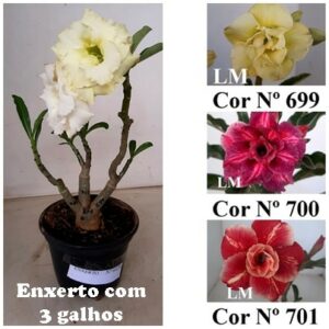 ENXERTO 6475 – 22cm (cor LM 699, LM 700 e LM 701)