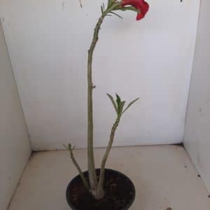 Planta Simples 1201 – 30cm – 02 anos