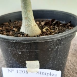 Planta Simples 1208 – 30cm – 01 ano