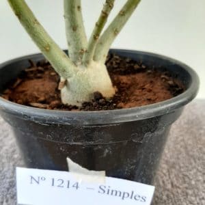 Planta Simples 1214 – 30cm – 02 anos